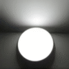 Daylight White
